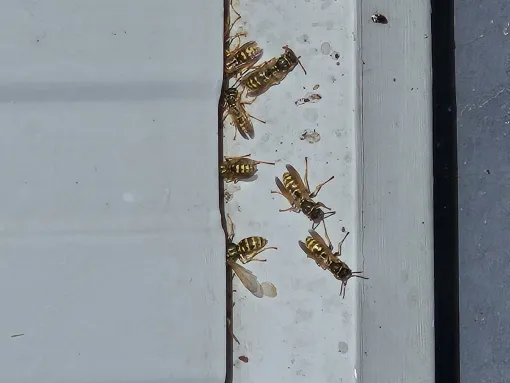 Ni de frelombes, ni de guêpes, quel danger pour vous et vos animaux!, Maen Roch, Progrès Rénovation